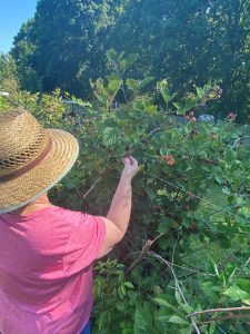older woman in straw hat and pink shirt picking blueberries