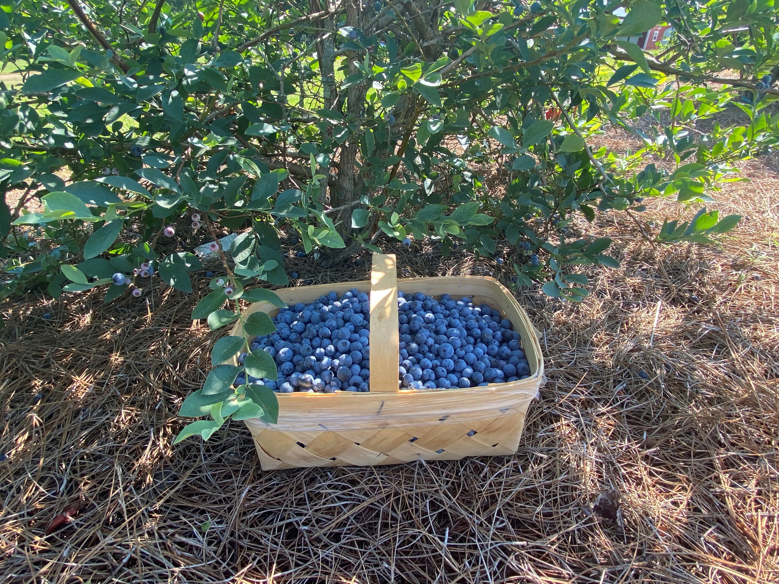woven basket full of fresh-picked blueberries